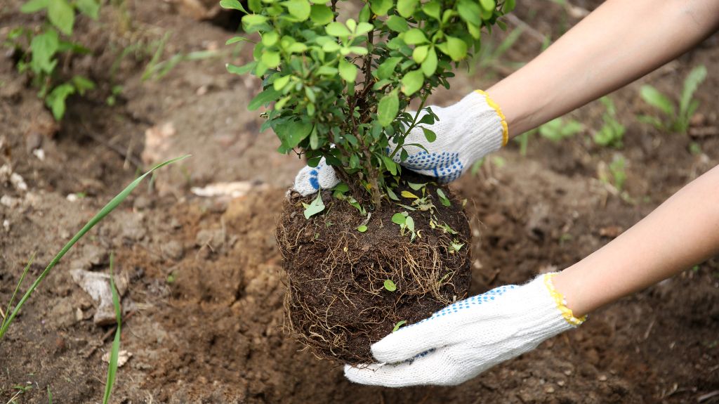 Start with Shrubs