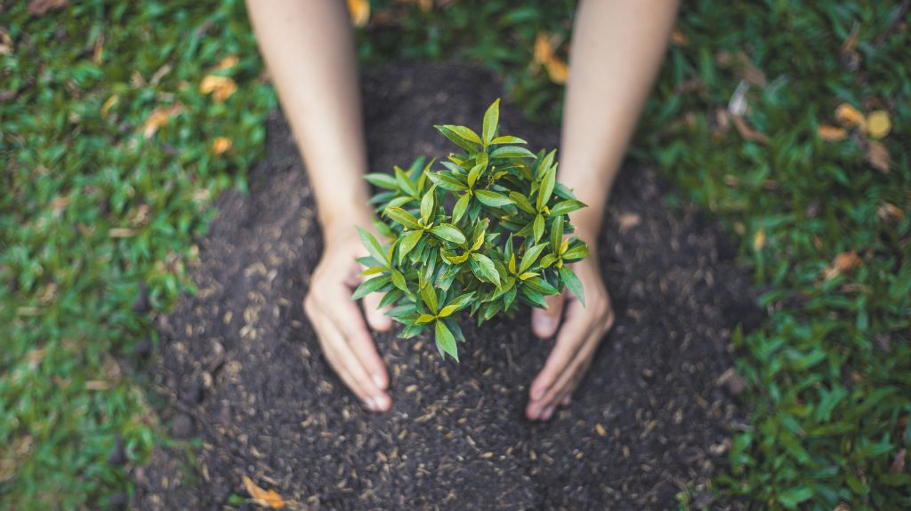 How to Plant Bushes or Shrubs