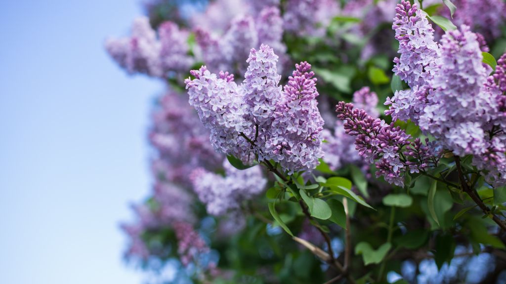 DIY Gardening for Homeowners: How to Prune Trees and Shrubs